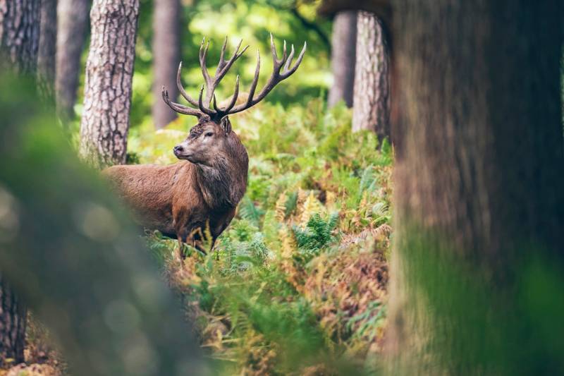 red-deer-stag-between-ferns-autumn | where to shoot a deer from a treestand