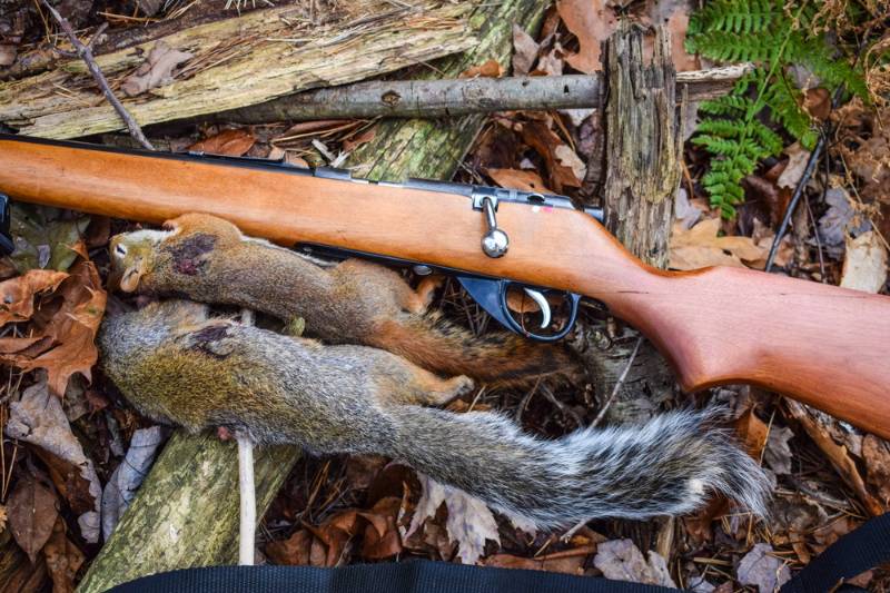 small-game-hunting | best 223 semi auto varmint rifle