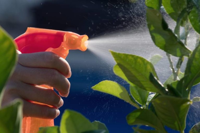 how-to-make-cayenne-pepper-spray-to-protect-your-garden-from-pests