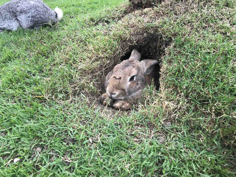 A brown rabbit is in a hole | rabbit hunting guns