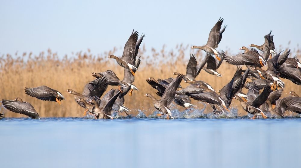 A flock of geese takes off from a pond | 10 Great Goose Hunting Tips | Featured