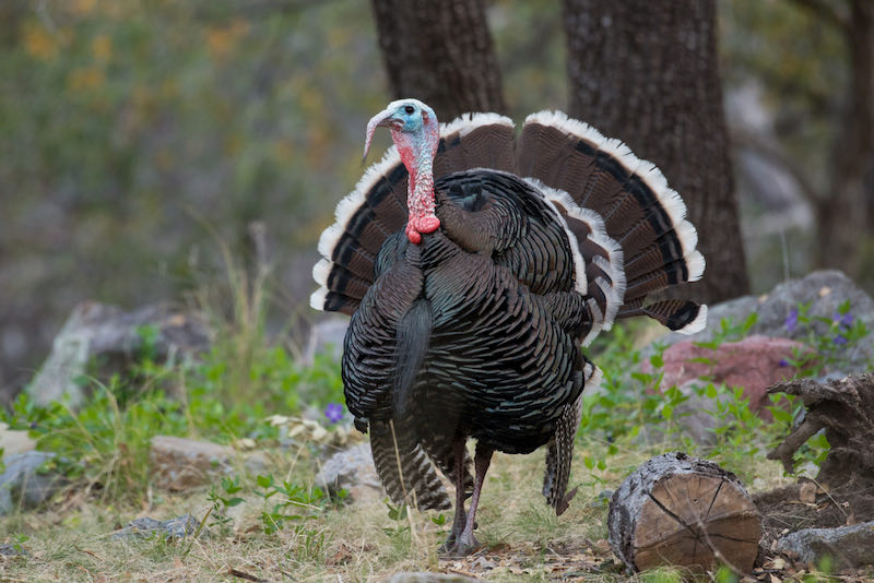 A male Gould's Wild Turkey photographed in southern Arizona | wisconsin turkey hunting tips