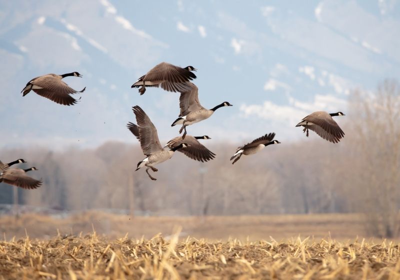 10 Great Goose Hunting Tips