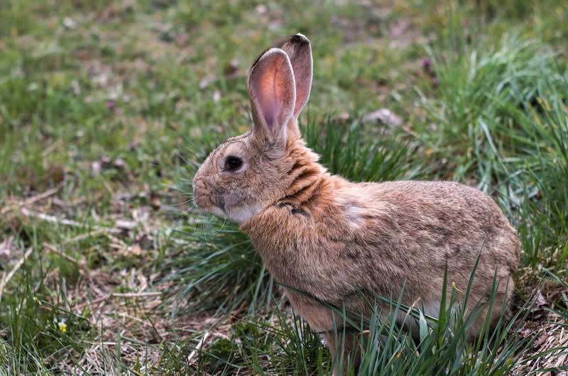 Rabbit that walks on green grass | rabbit hunting with shotgun