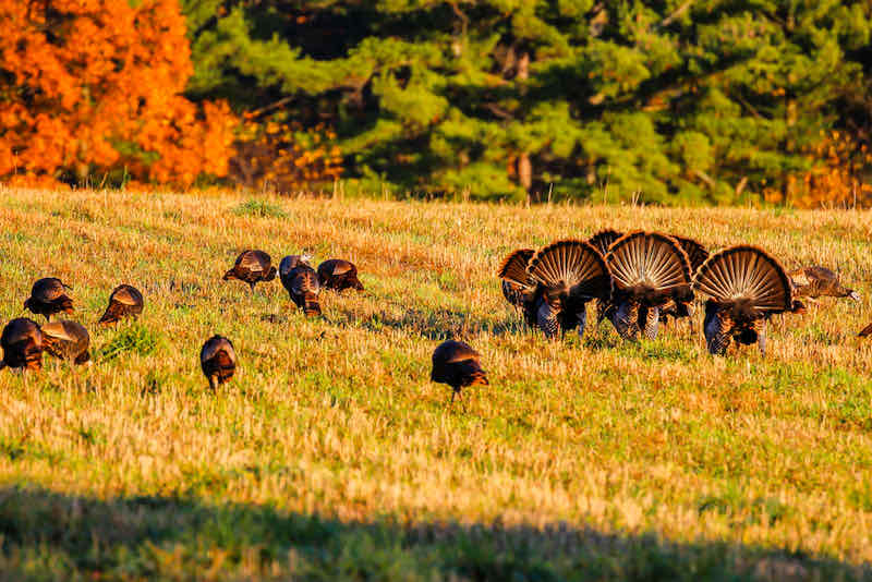 Six tom turkeys | best call for turkey hunting