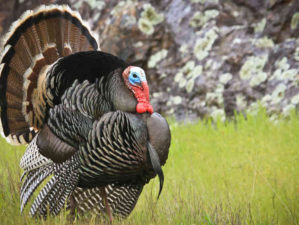 Wild Turkey (Meleagris gallopavo) | Essential Spring Turkey Hunting Tips | featured