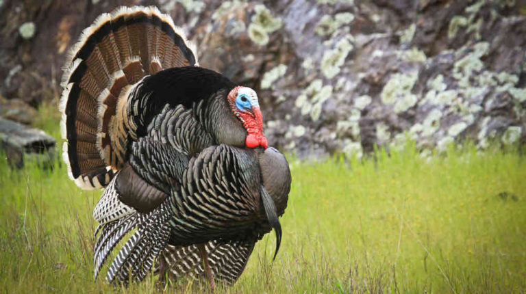 10 Spring Turkey Hunting Tips Every Beginner Should Know