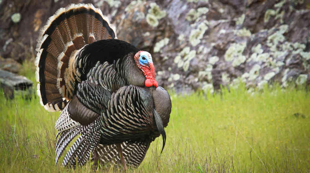 Wild Turkey (Meleagris gallopavo) | Essential Spring Turkey Hunting Tips | featured