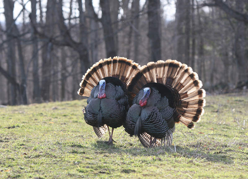 wild turkey | turkey hunting 101