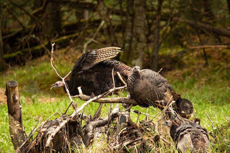 Wild turkeys roosting on dead branches | turkey hunting tips fall