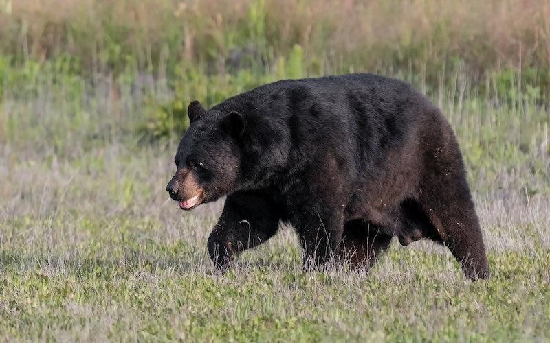 black bear | bear hunting gone wrong