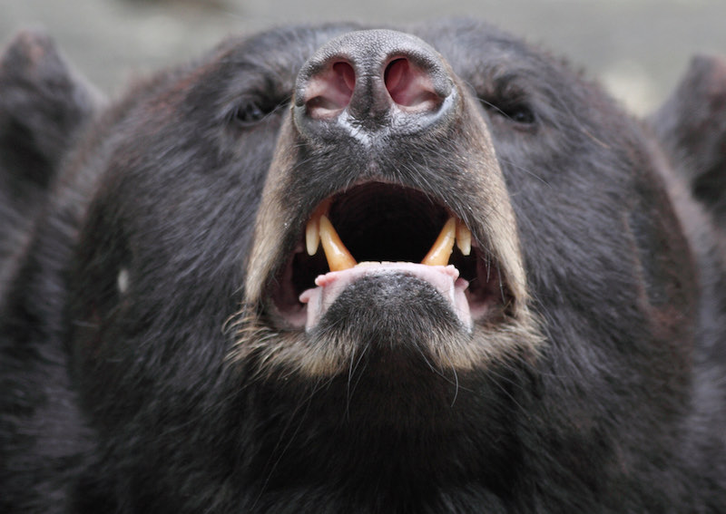 Brown bear (Ursus arctos) | bear hunting states