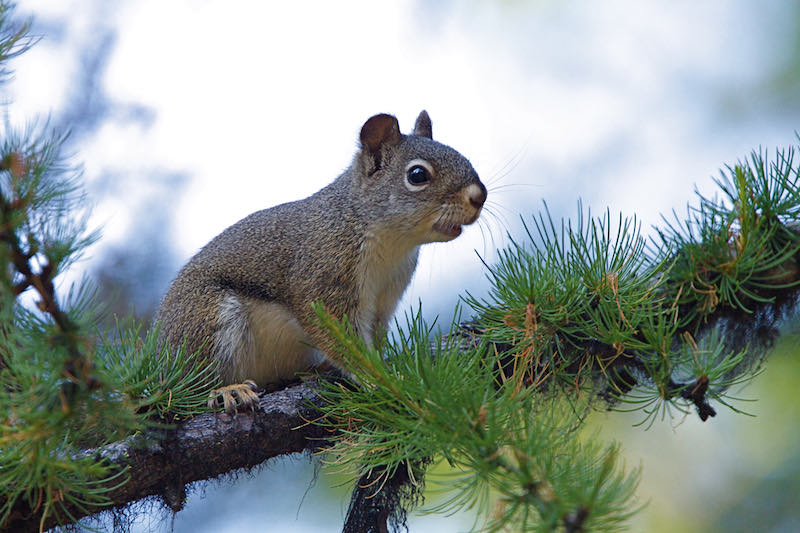 Gray Tree Squirrel in Pine Tree near logging | squirrel hunting guns