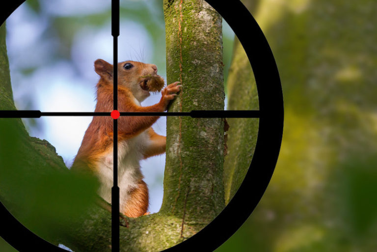 Squirrel Hunting Tips Every Beginner Should Know About