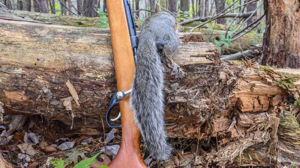 Squirrel Hunting | Important Squirrel Hunting Tips For Beginners | featured