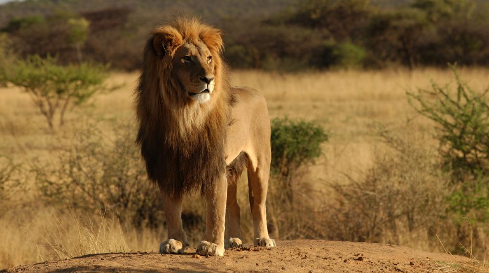 An African lion standing on a mound, Namibia Africa-african lion-ss-featured