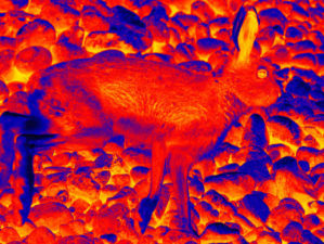 The Hare in the mountains | Top Thermal Scopes 2021 | featured