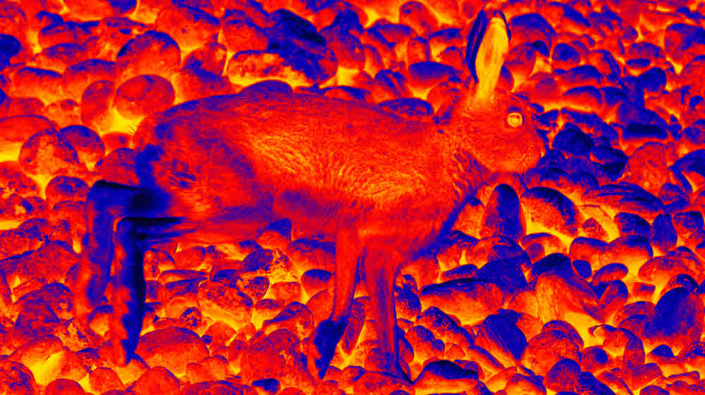 The Hare in the mountains | Top Thermal Scopes 2021 | featured