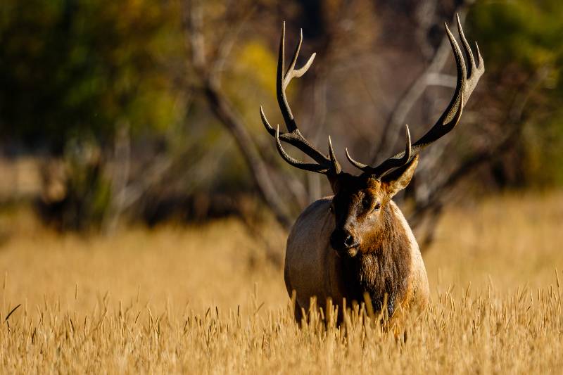A bull elk pauses during the rut in Colorado-Elk Hunting