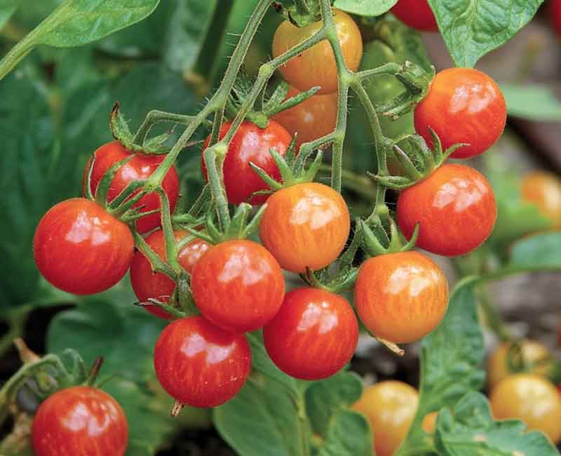 Jerusalem Cherry | Poisonous Plants