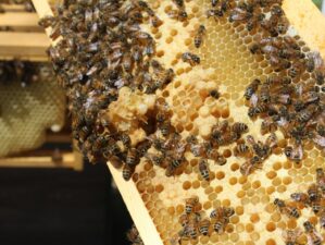 Are Honey Bees Going Extinct