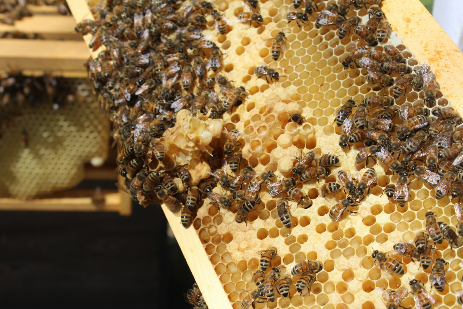 Are Honey Bees Going Extinct